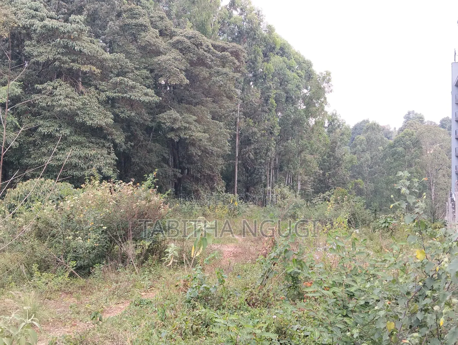 1/2 an Acre in Tigoni.Kentmere