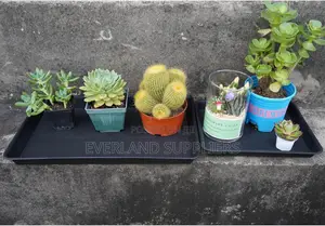 Hydroponic Trays for Indoor Farming - No Holes
