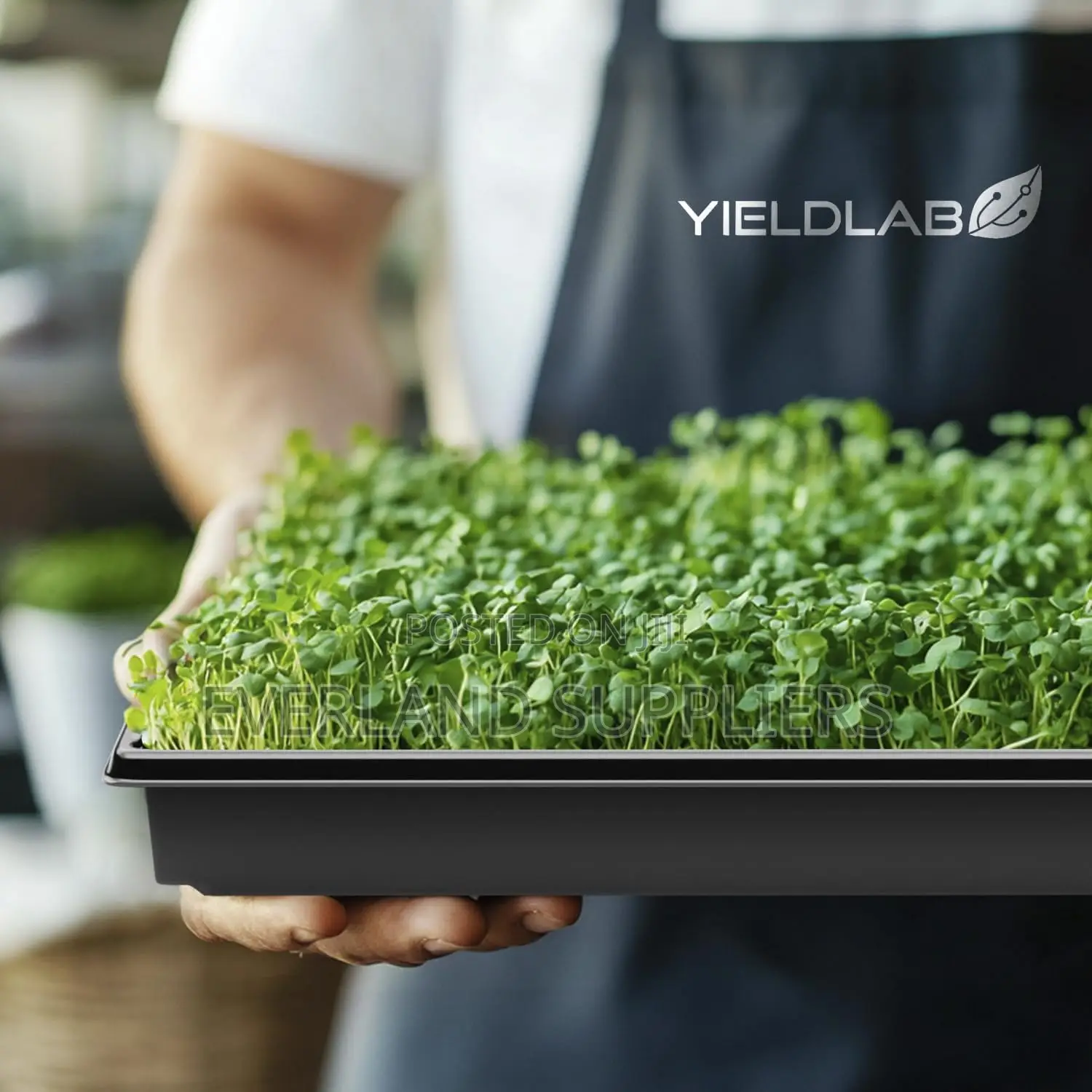 Hydroponic Trays for Leafy Greens - No Holes