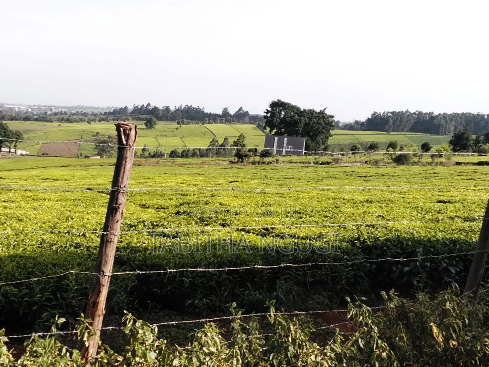 1 Acre in Tigoni