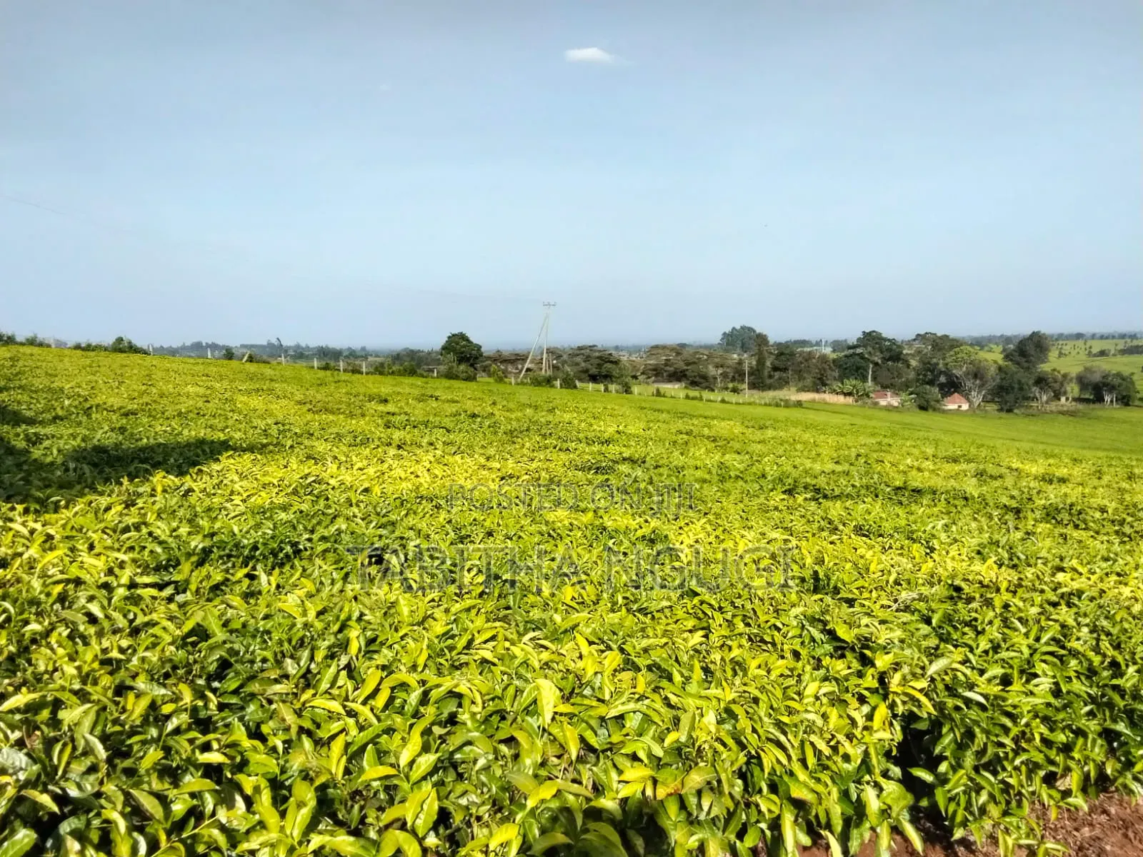 1 Acre in Tigoni