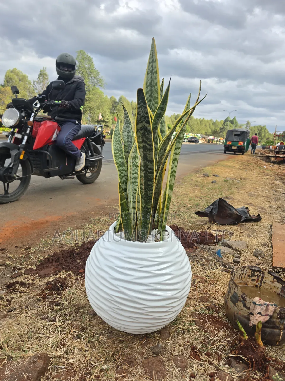 Potted Snake Plant in Fibre Pots