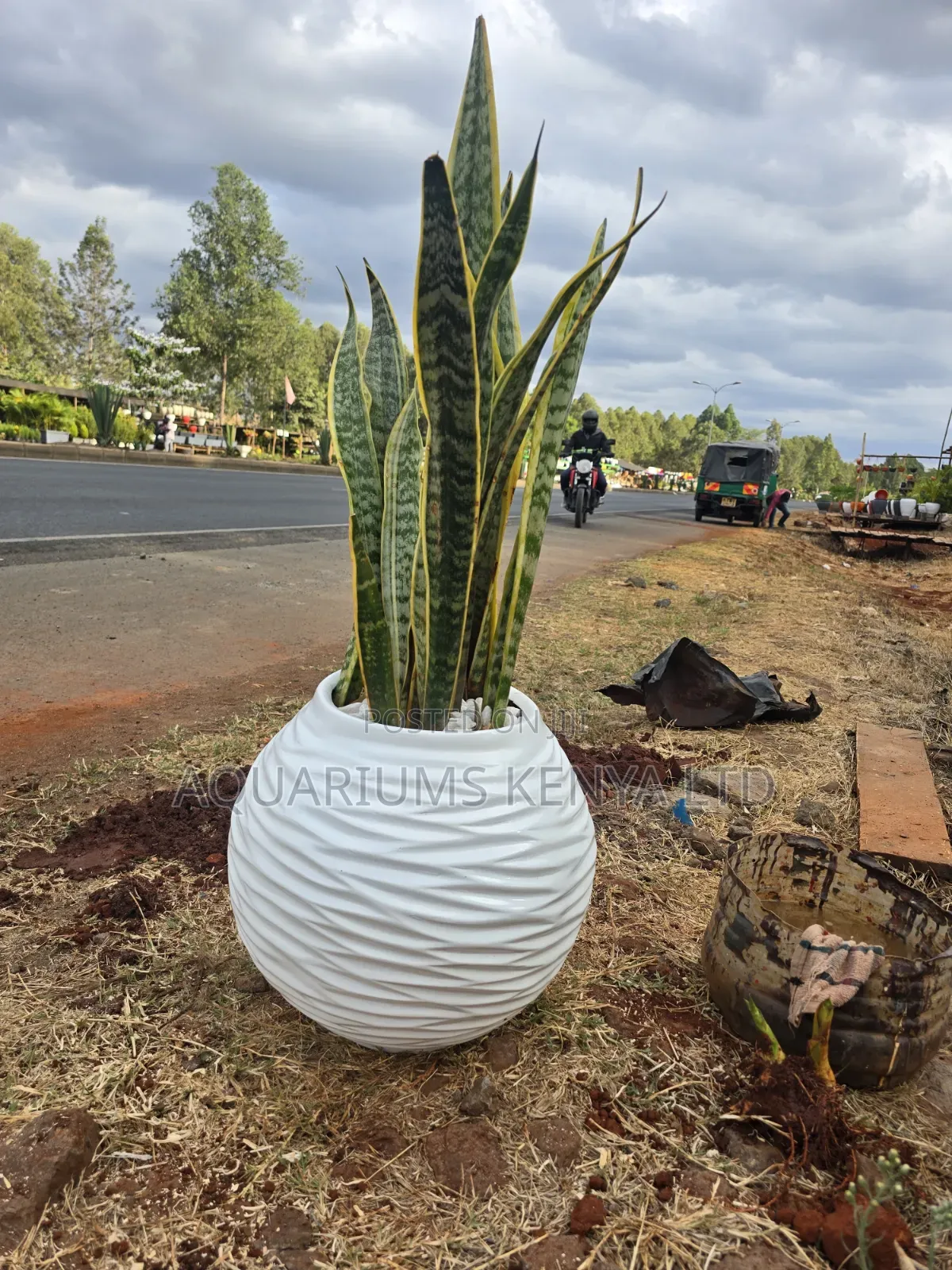 Potted Snake Plant in Fibre Pots