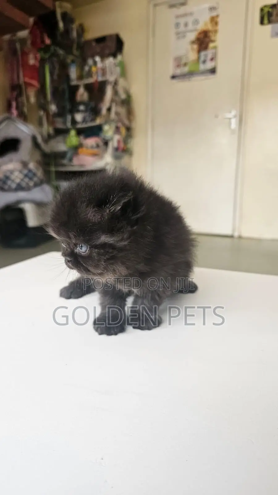 1-3 months Male Purebred Persian