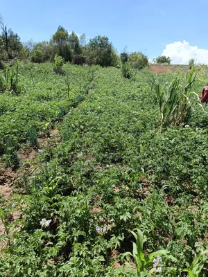 Ndaragwa 16 Acres for Sale