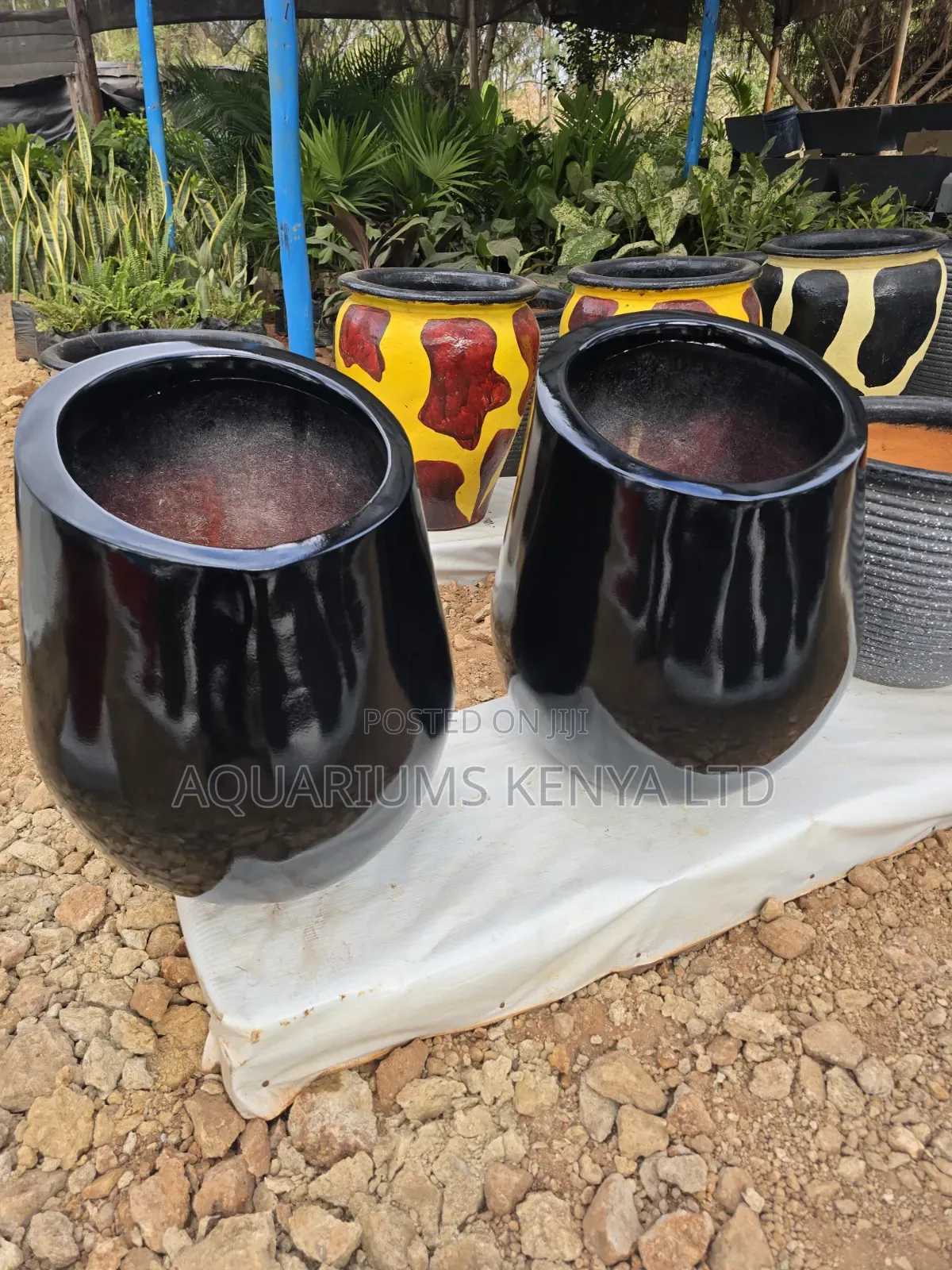 Snakeplants Flowerpots