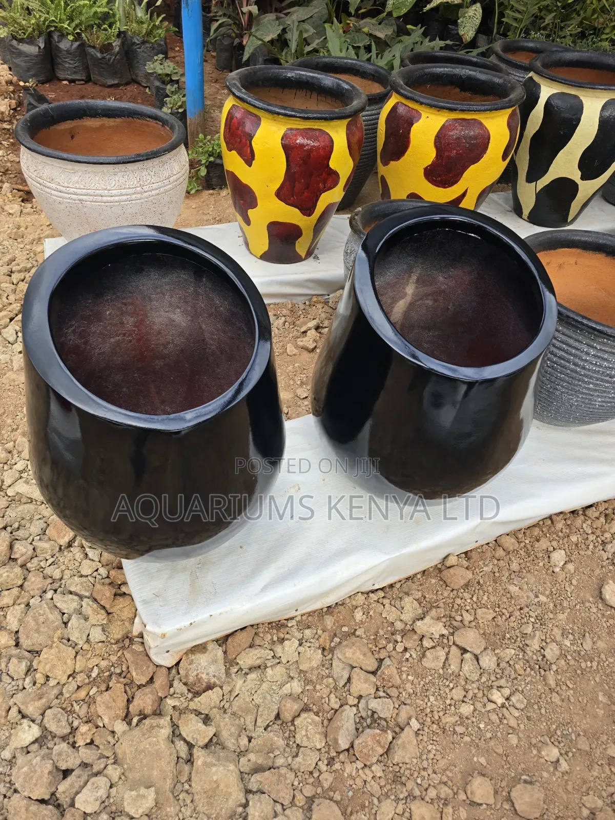 Snakeplants Flowerpots