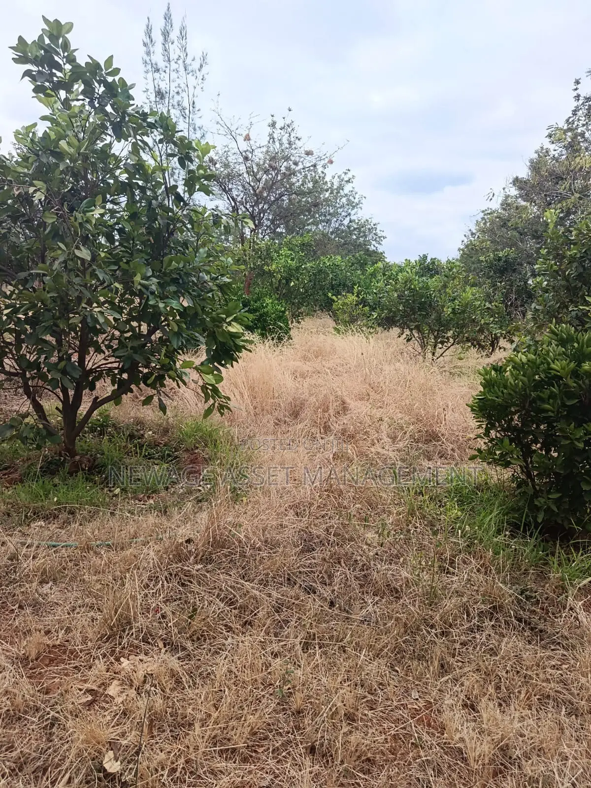 12.88 Acre Farmstead for Sale in Matuu Machakos County.