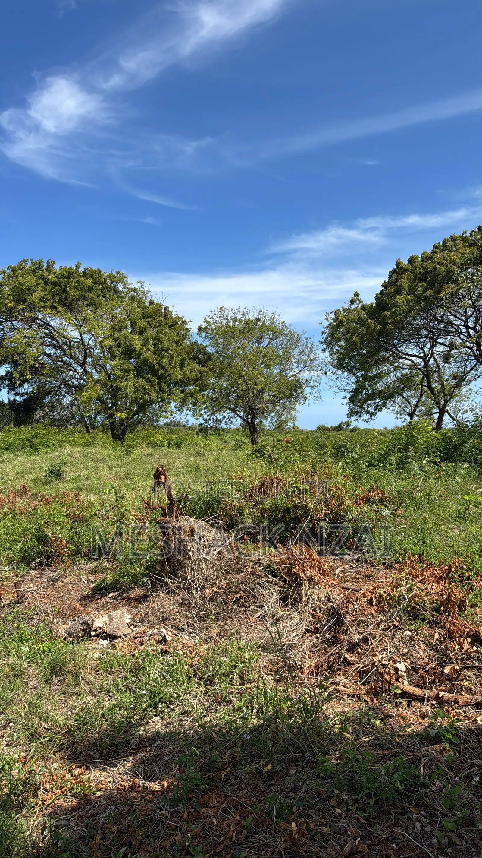 Malindi Casuarina