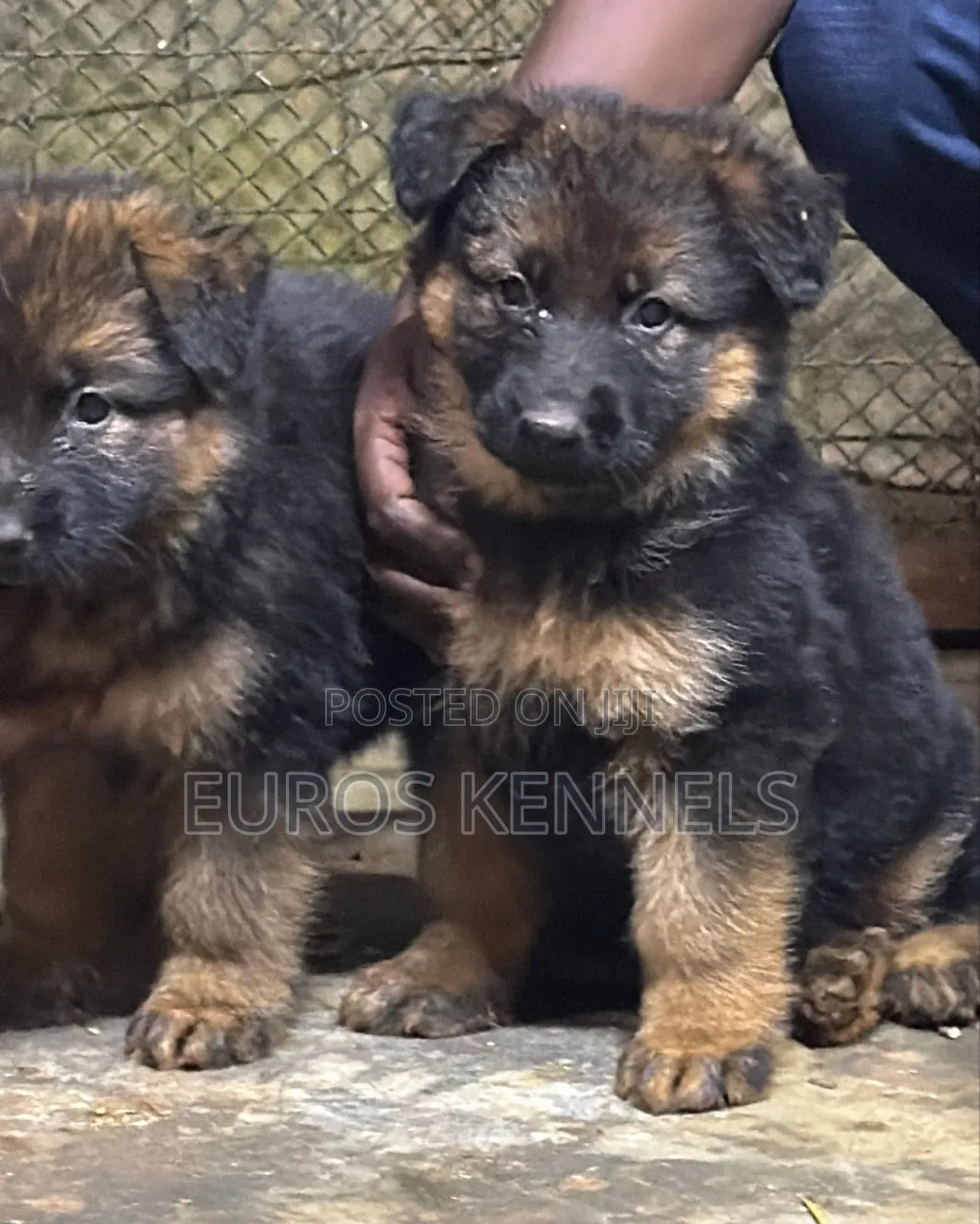 1-3 months Male Purebred German Shepherd
