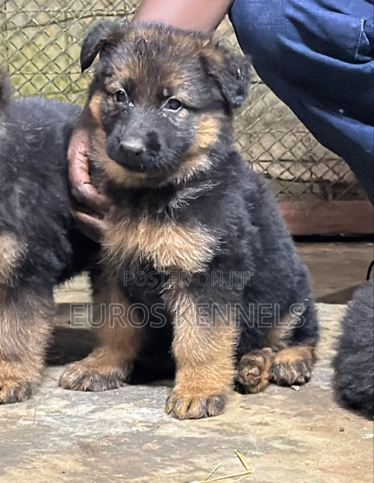 1-3 months Male Purebred German Shepherd