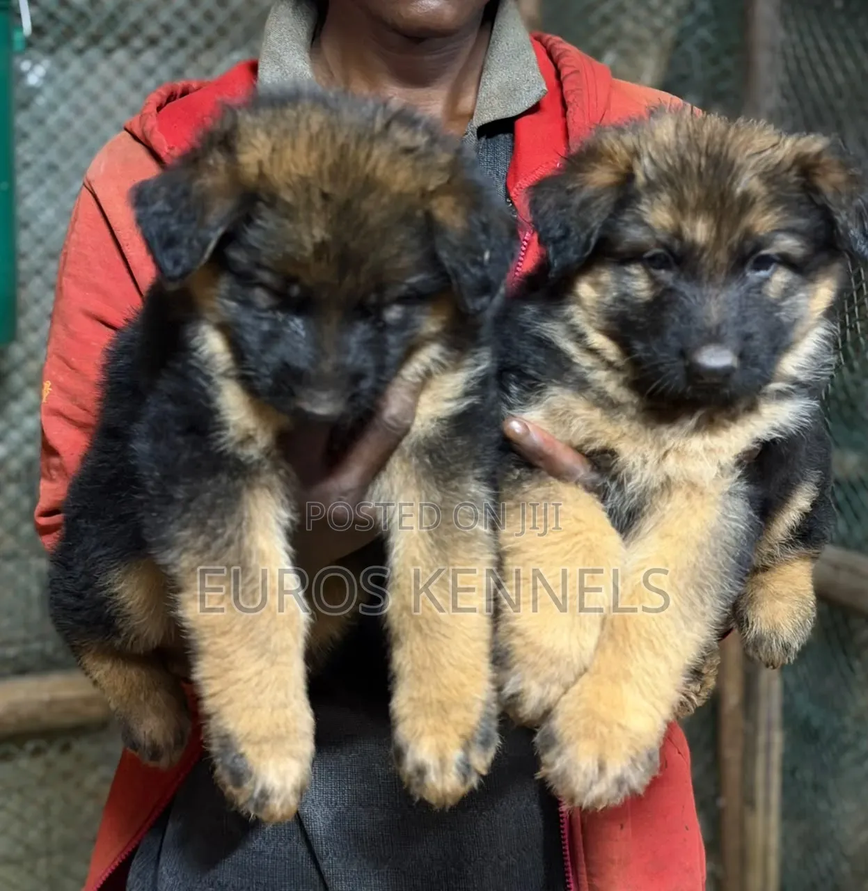 1-3 months Male Purebred German Shepherd
