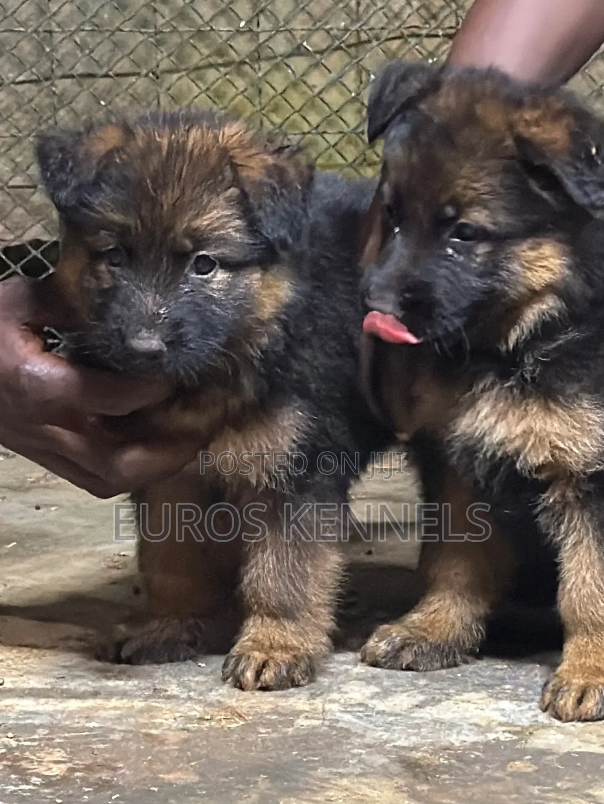 1-3 months Male Purebred German Shepherd