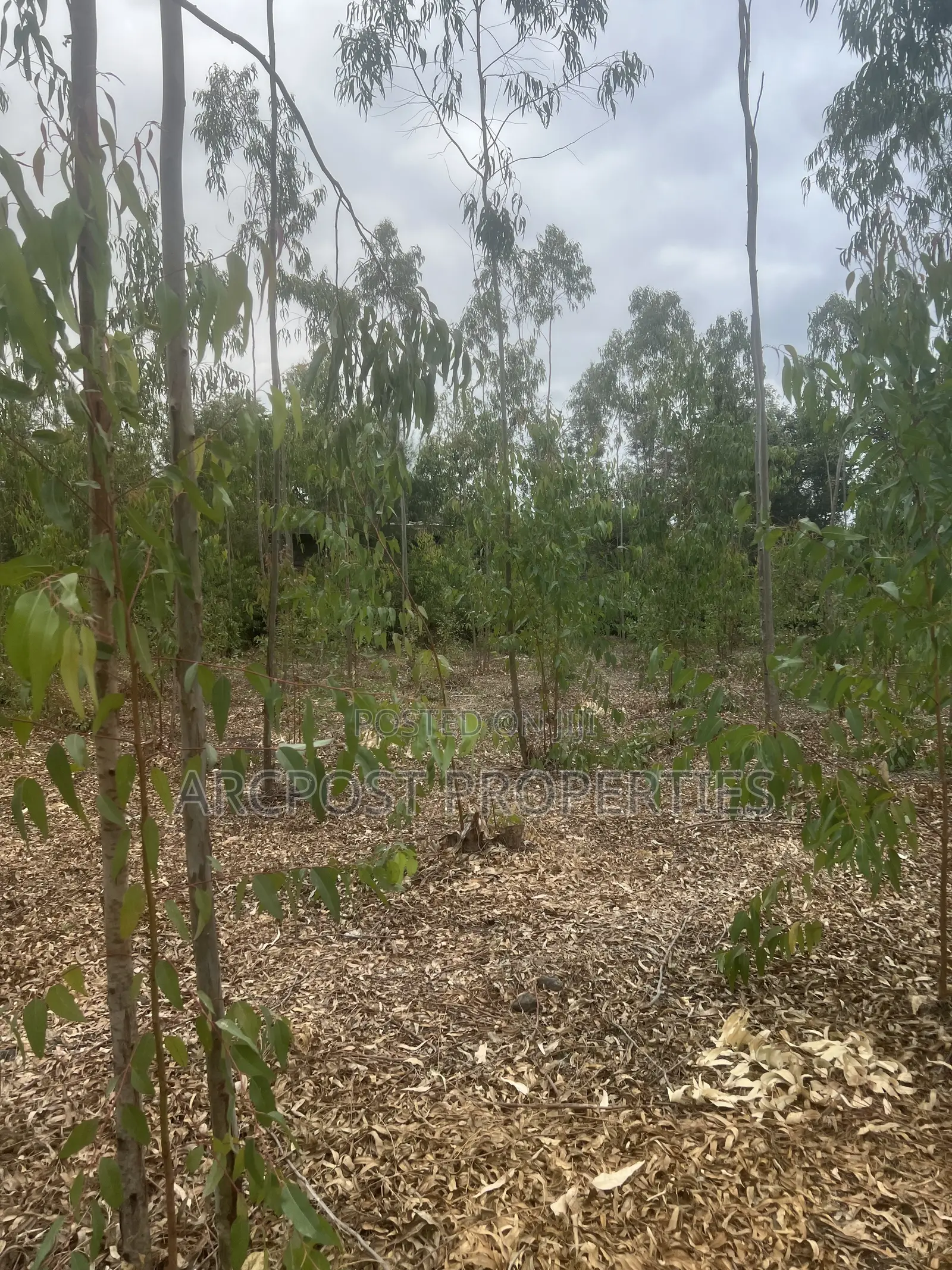 Prime 1 Acre Land for Sale in Kandisi, Ongata Rongai – Ready Title
