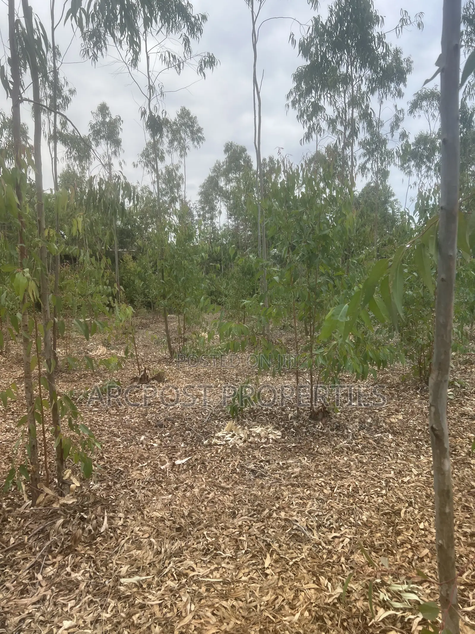Prime 1 Acre Land for Sale in Kandisi, Ongata Rongai – Ready Title