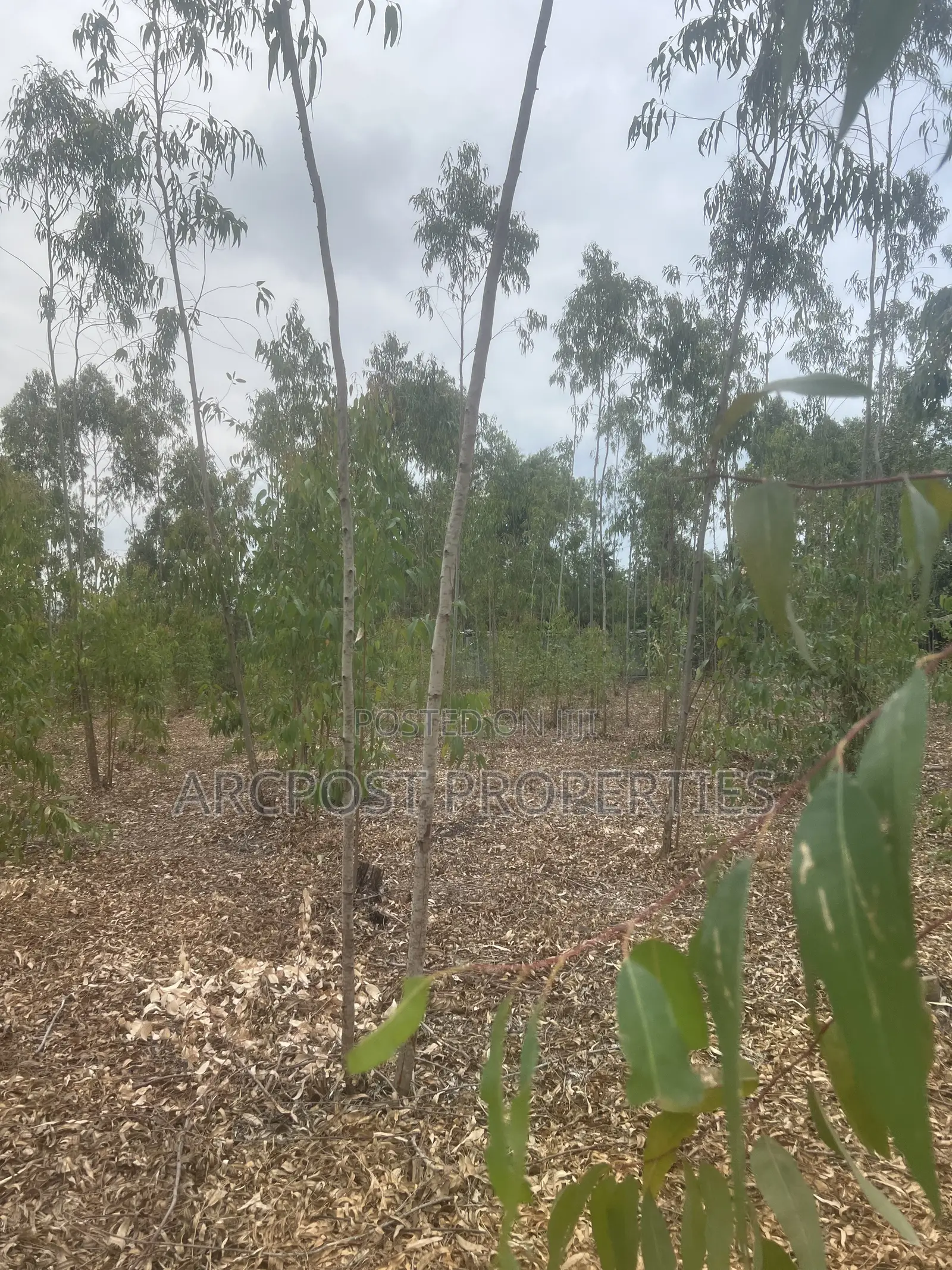 Prime 1 Acre Land for Sale in Kandisi, Ongata Rongai – Ready Title