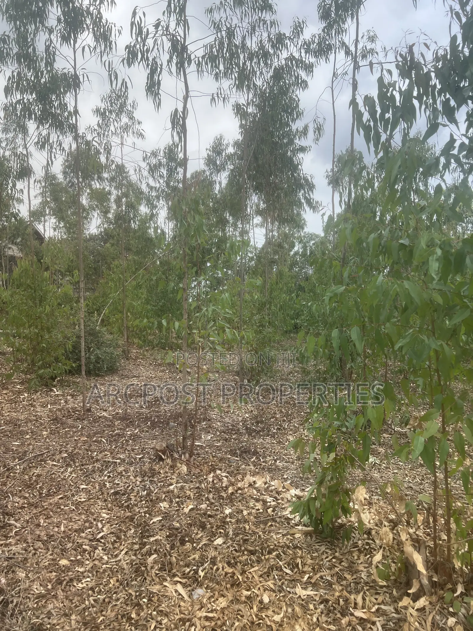 Prime 1 Acre Land for Sale in Kandisi, Ongata Rongai – Ready Title