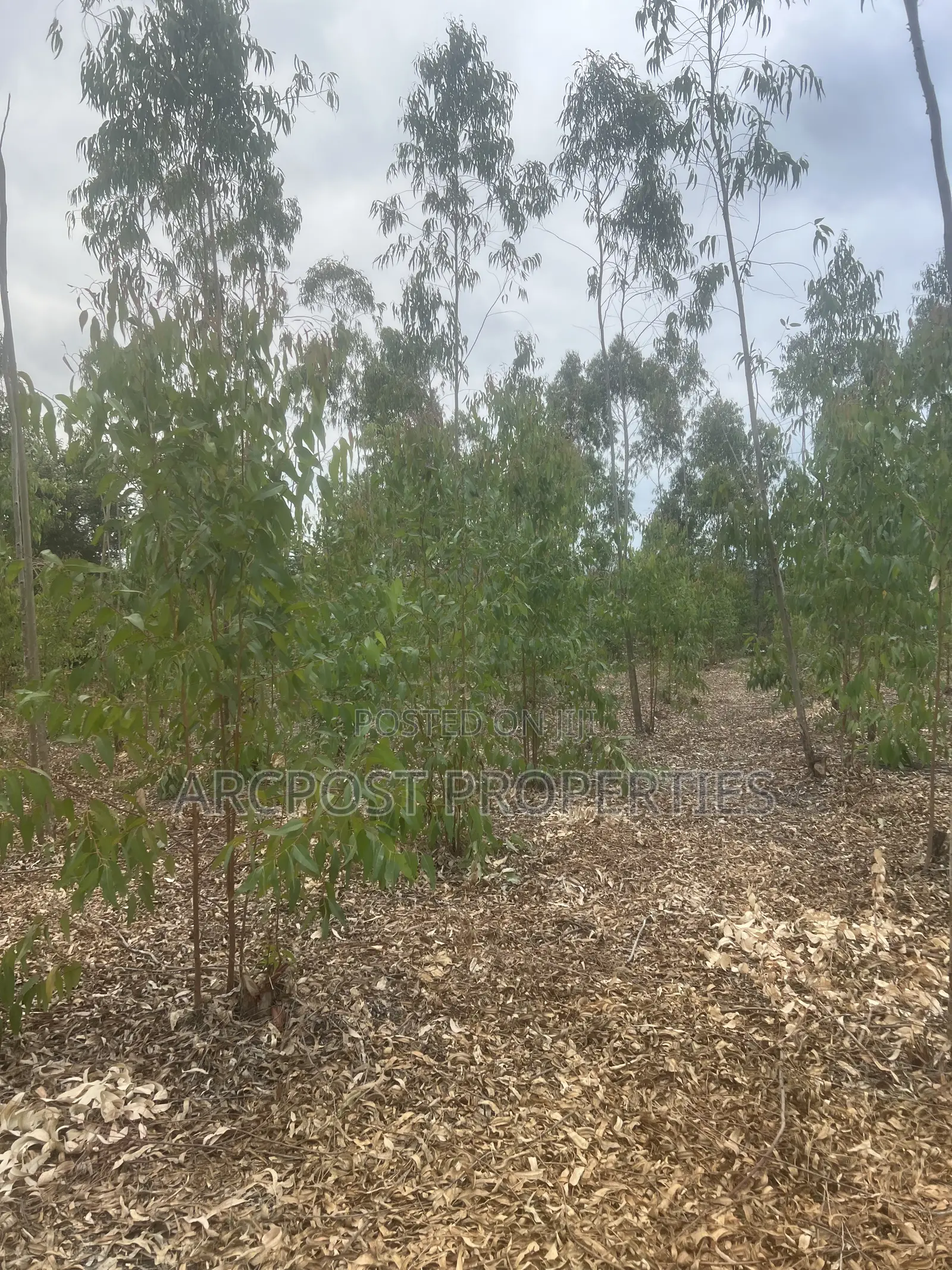 Prime 1 Acre Land for Sale in Kandisi, Ongata Rongai – Ready Title