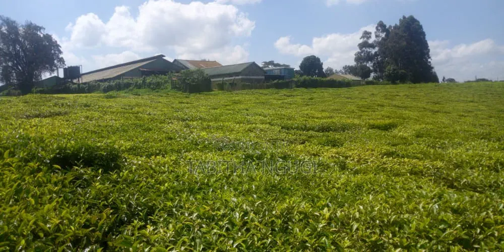 64 Acres Tea Farm Limuru