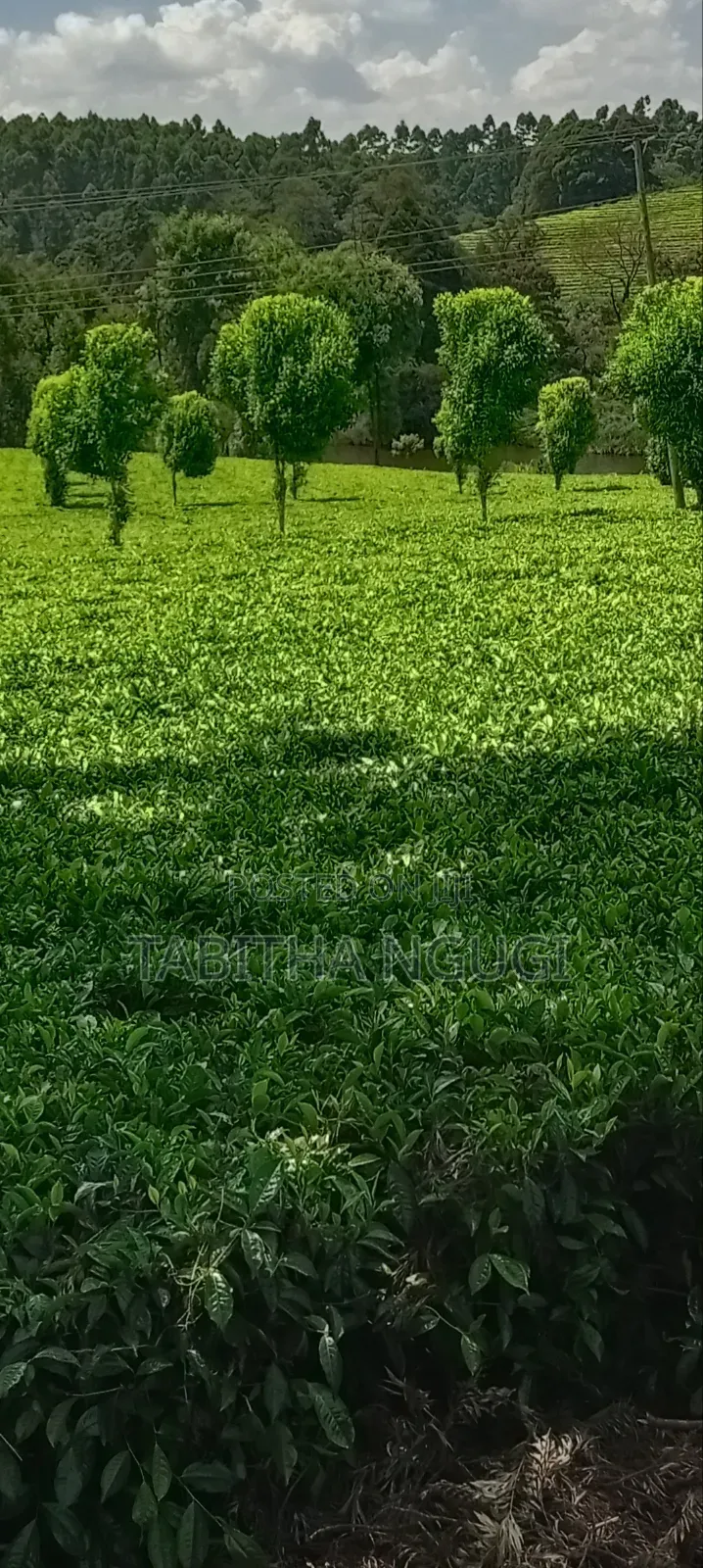 64 Acres Tea Farm Limuru