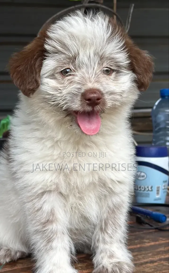 1-3 months Male Purebred Havanese