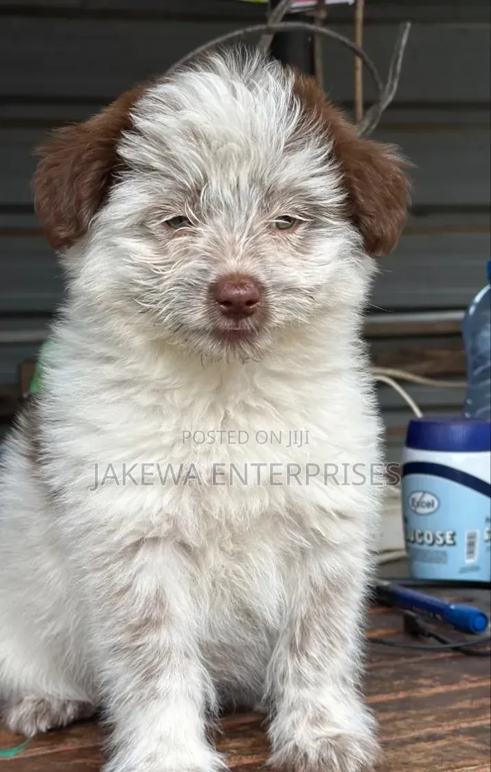 1-3 months Female Purebred Havanese