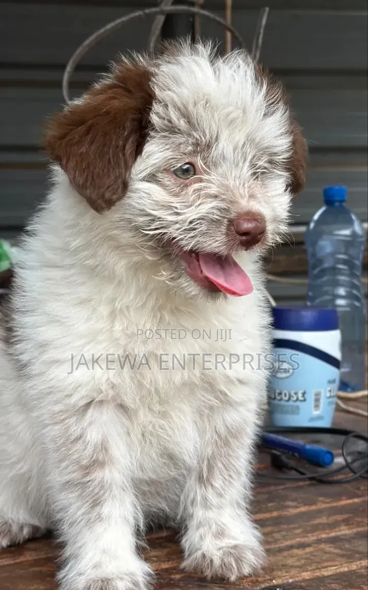 1-3 months Female Purebred Havanese