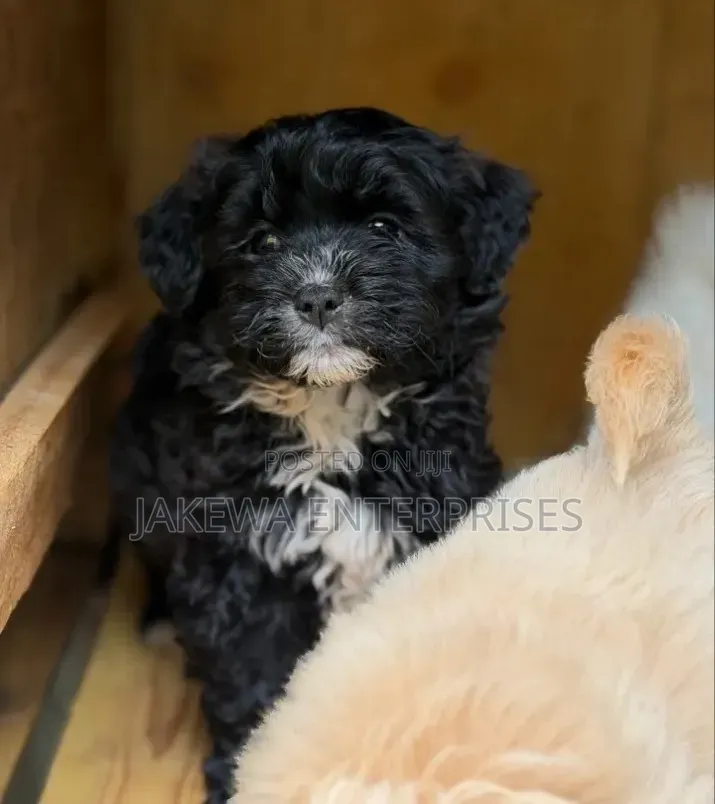 1-3 months Female Purebred Havanese