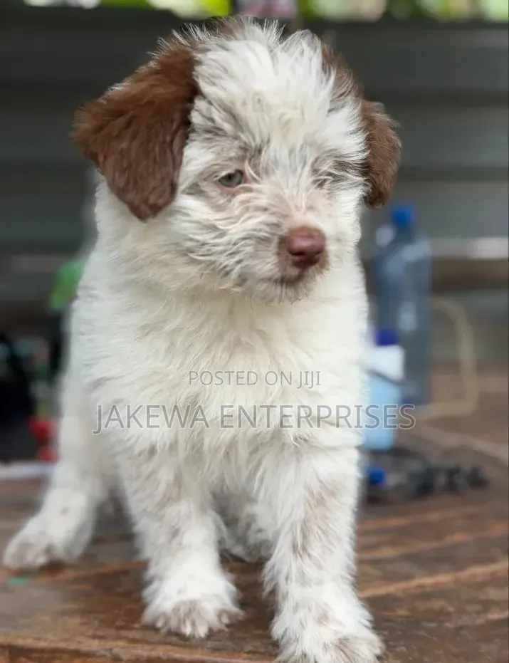 1-3 months Male Purebred Havanese