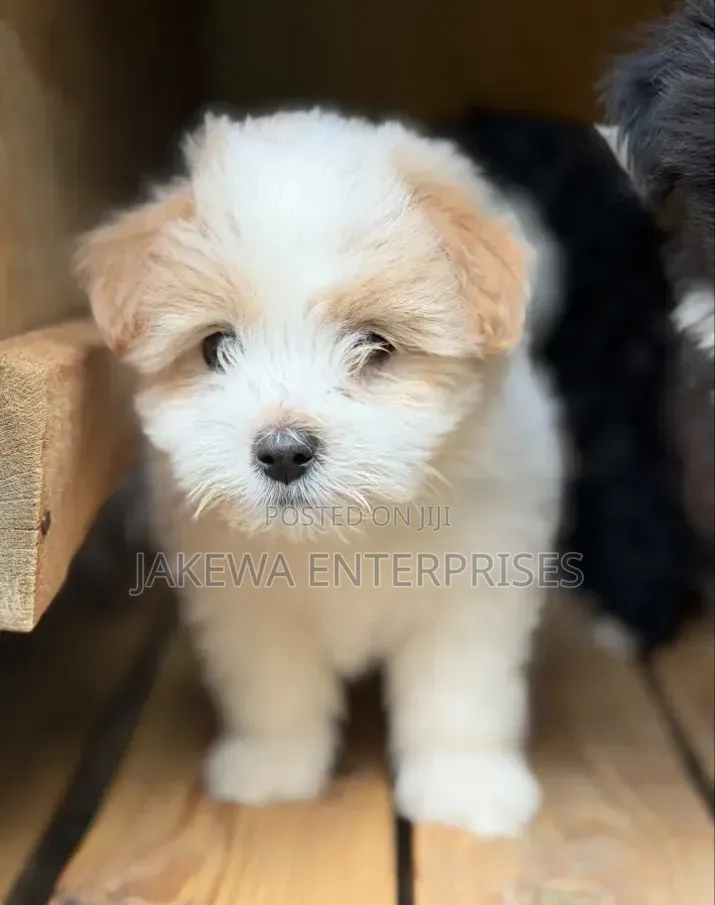 1-3 months Female Purebred Havanese