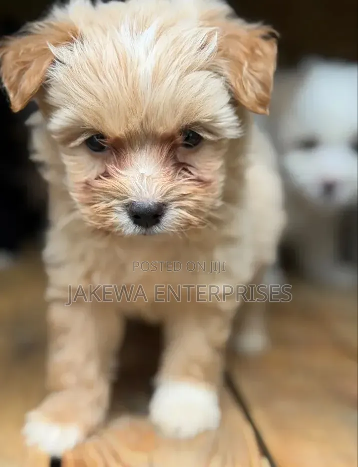 1-3 months Female Purebred Havanese
