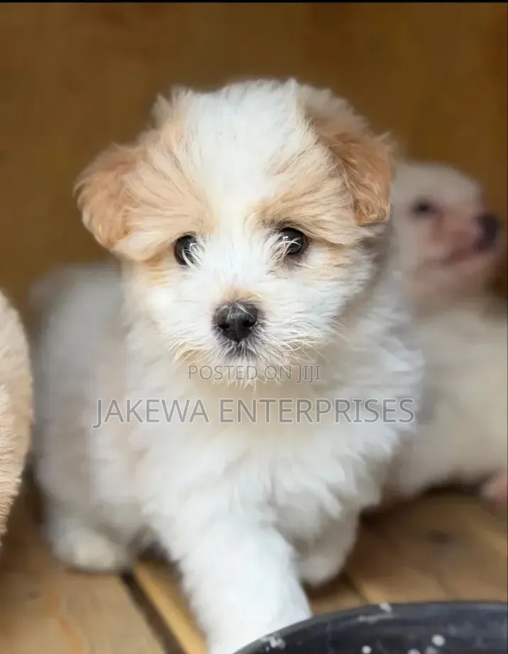 1-3 months Female Purebred Havanese