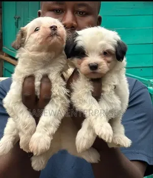 1-3 months Female Purebred Havanese