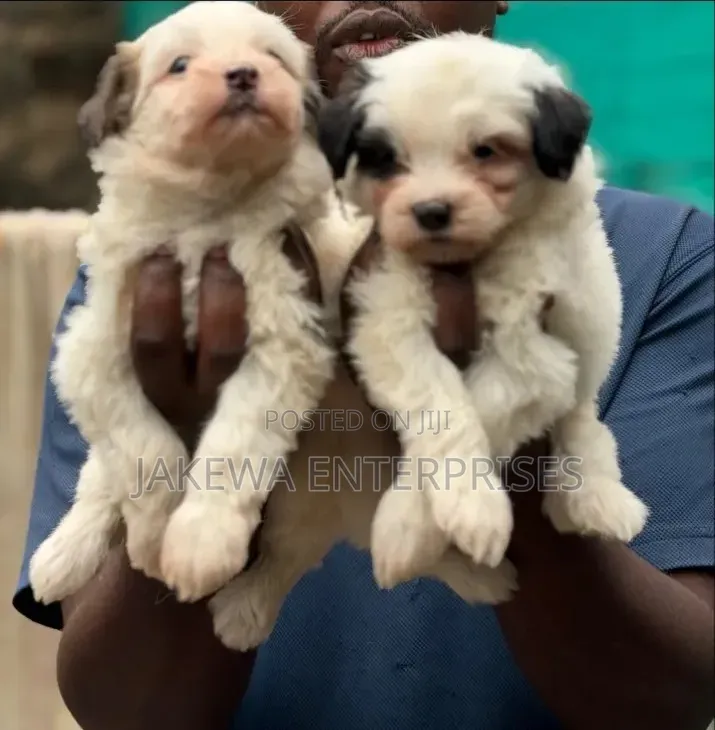 1-3 months Male Purebred Havanese