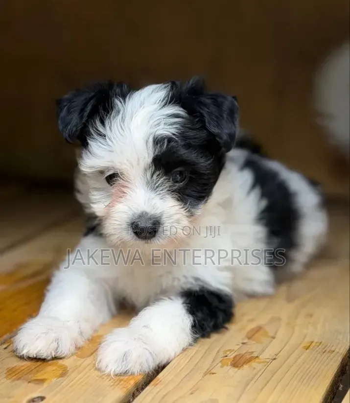 1-3 months Male Purebred Havanese