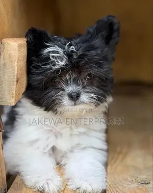 1-3 months Female Purebred Havanese