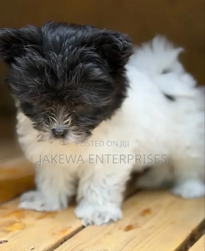 1-3 months Male Purebred Havanese