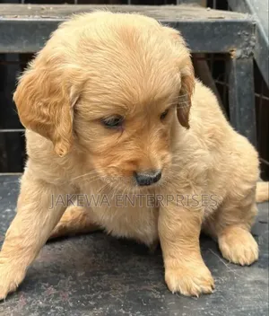 1-3 months Female Purebred Golden Retriever