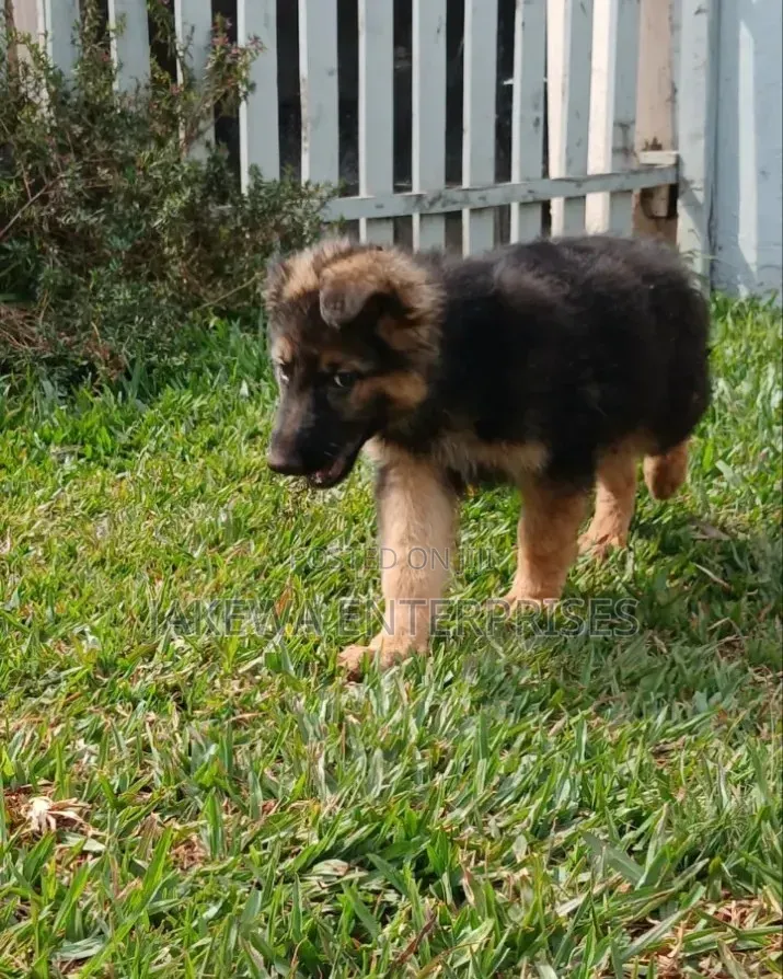 1-3 months Male Purebred German Shepherd