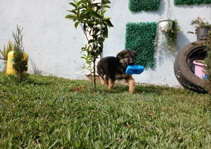 1-3 months Male Purebred German Shepherd