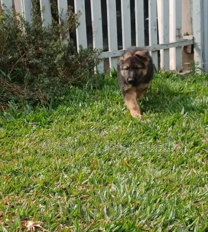 1-3 months Female Purebred German Shepherd