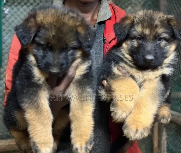 1-3 months Male Purebred German Shepherd
