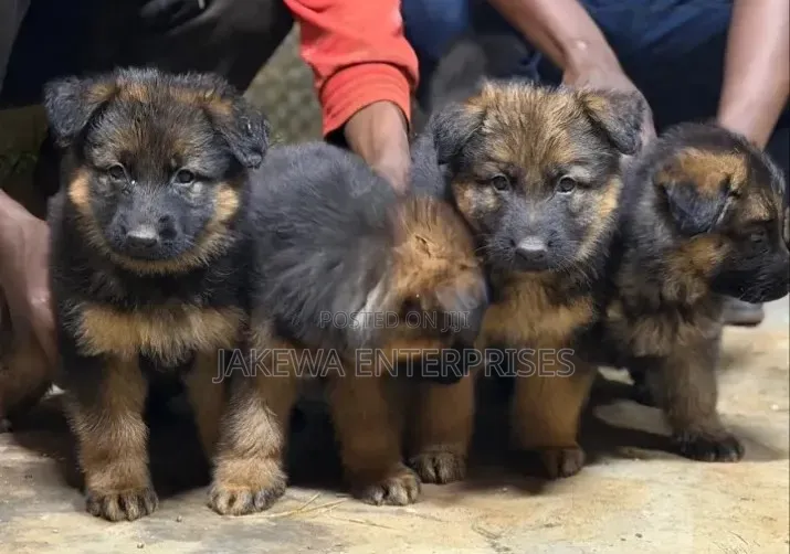 1-3 months Female Purebred German Shepherd