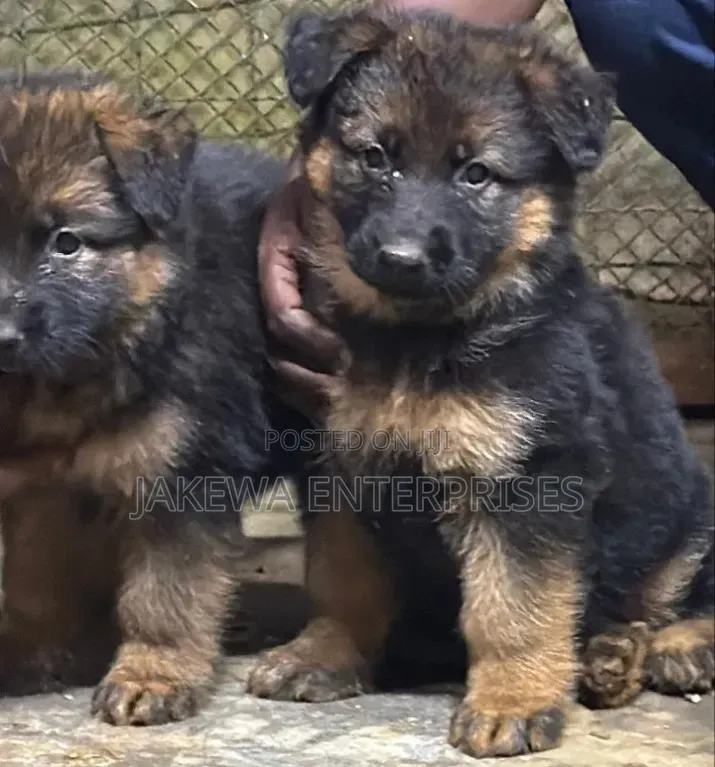 1-3 months Female Purebred German Shepherd