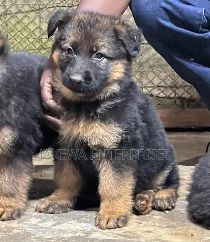 1-3 months Female Purebred German Shepherd