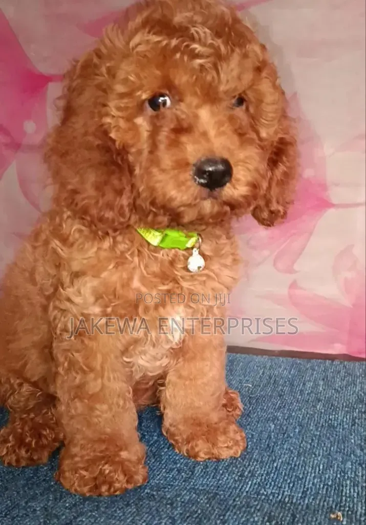 1-3 months Male Purebred Poodle