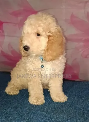 1-3 months Male Purebred Poodle
