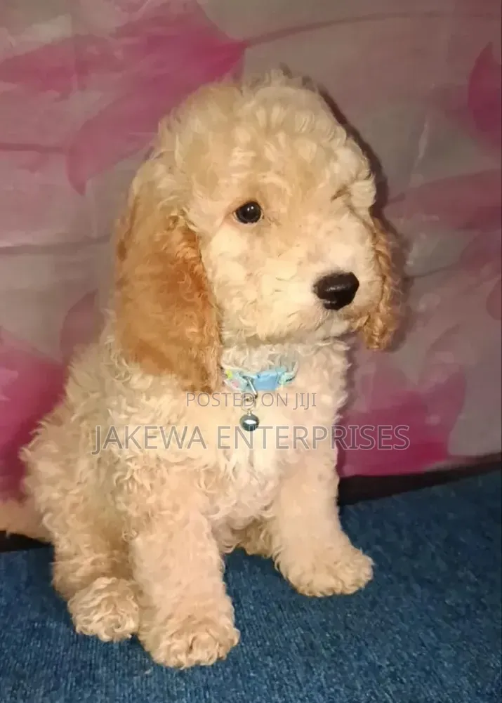 1-3 months Male Purebred Poodle