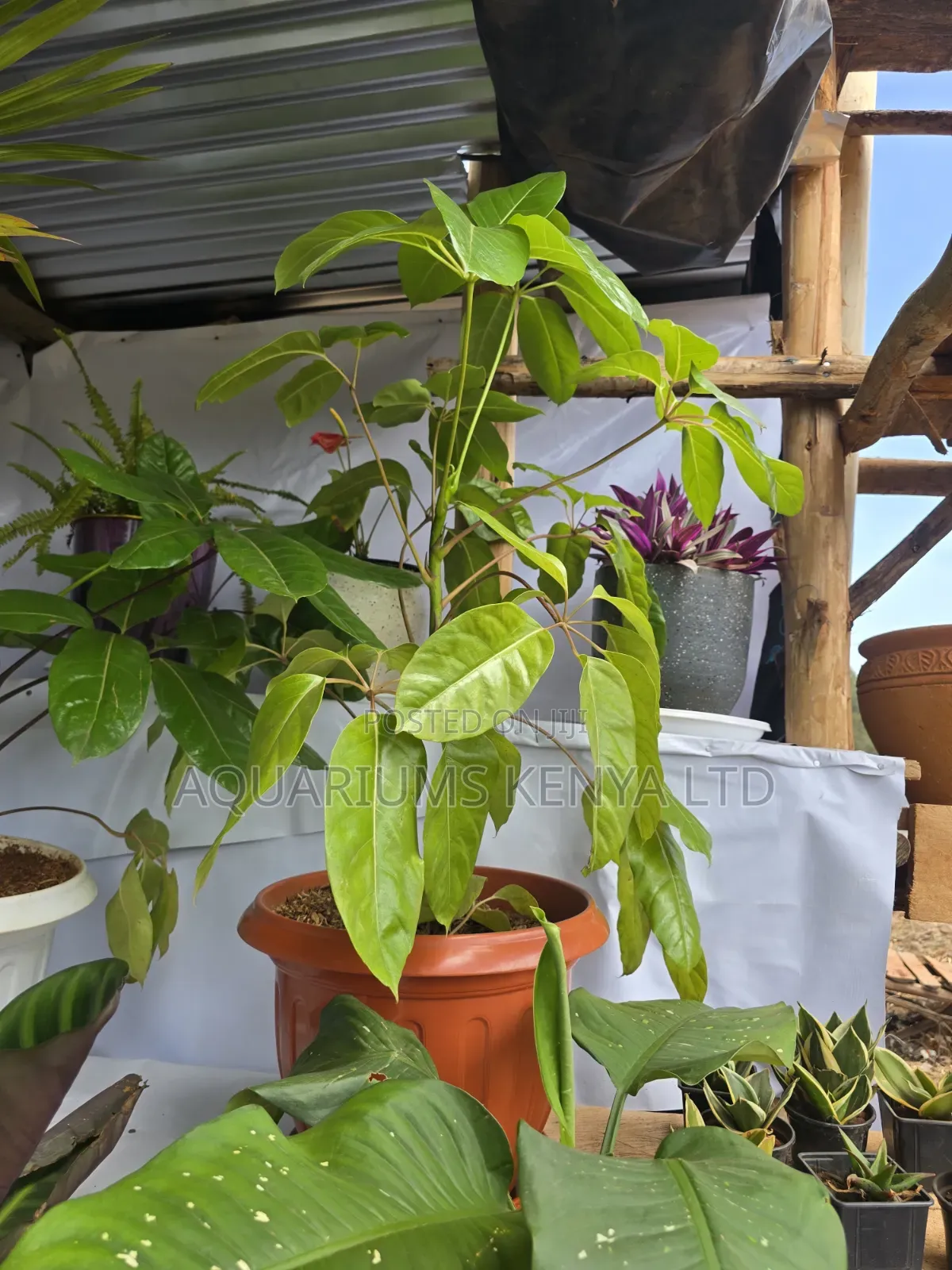 Potted Healthy Indoor Plants Liveplants