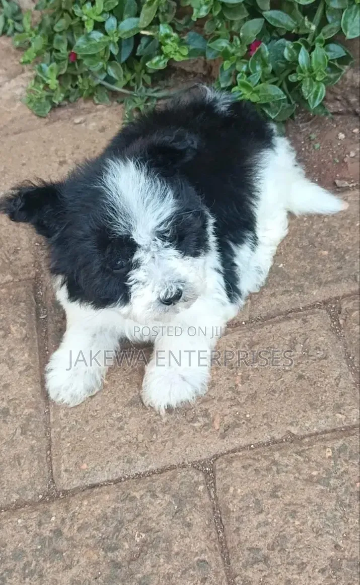 1-3 months Male Purebred Havanese
